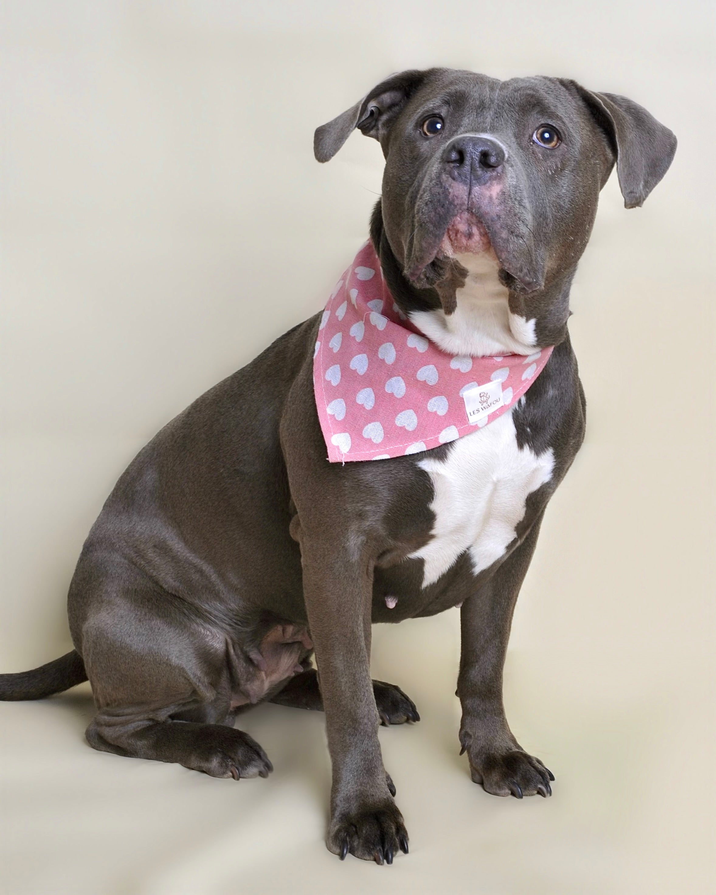 Bandana pour chien - Motif cœurs