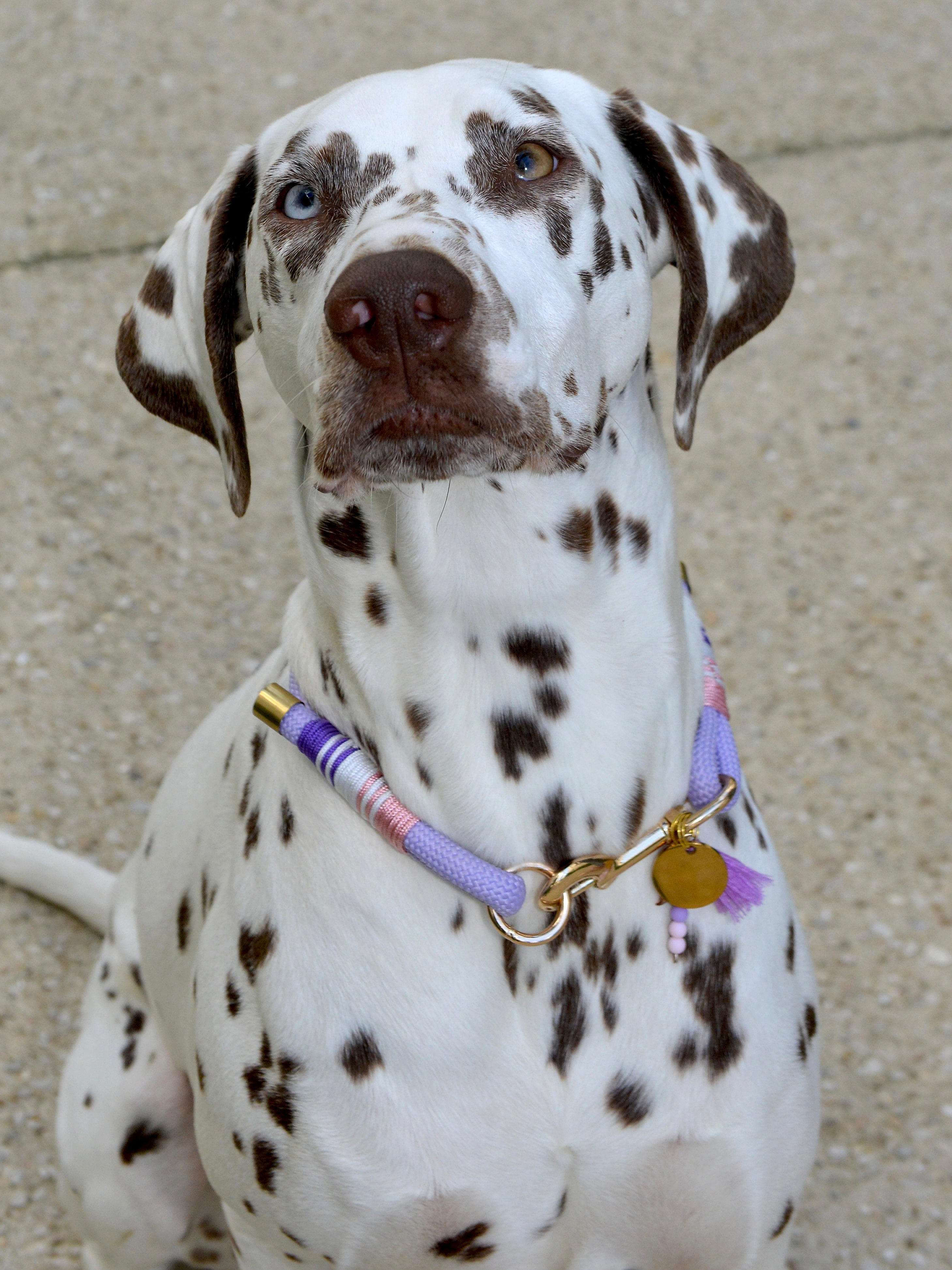 Collier pour chien - Lavande