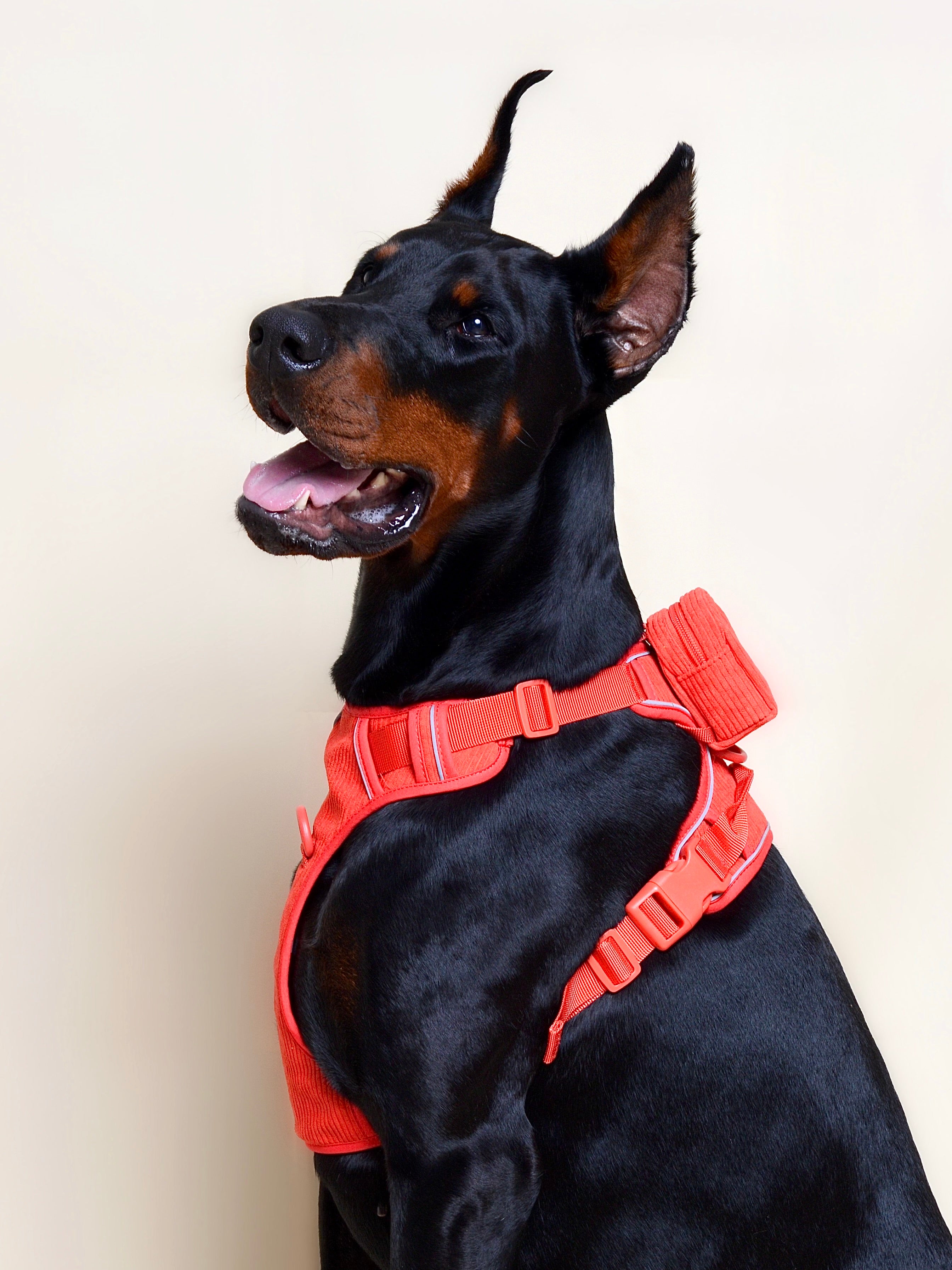 Distributeur de sacs pour chien - Rouge