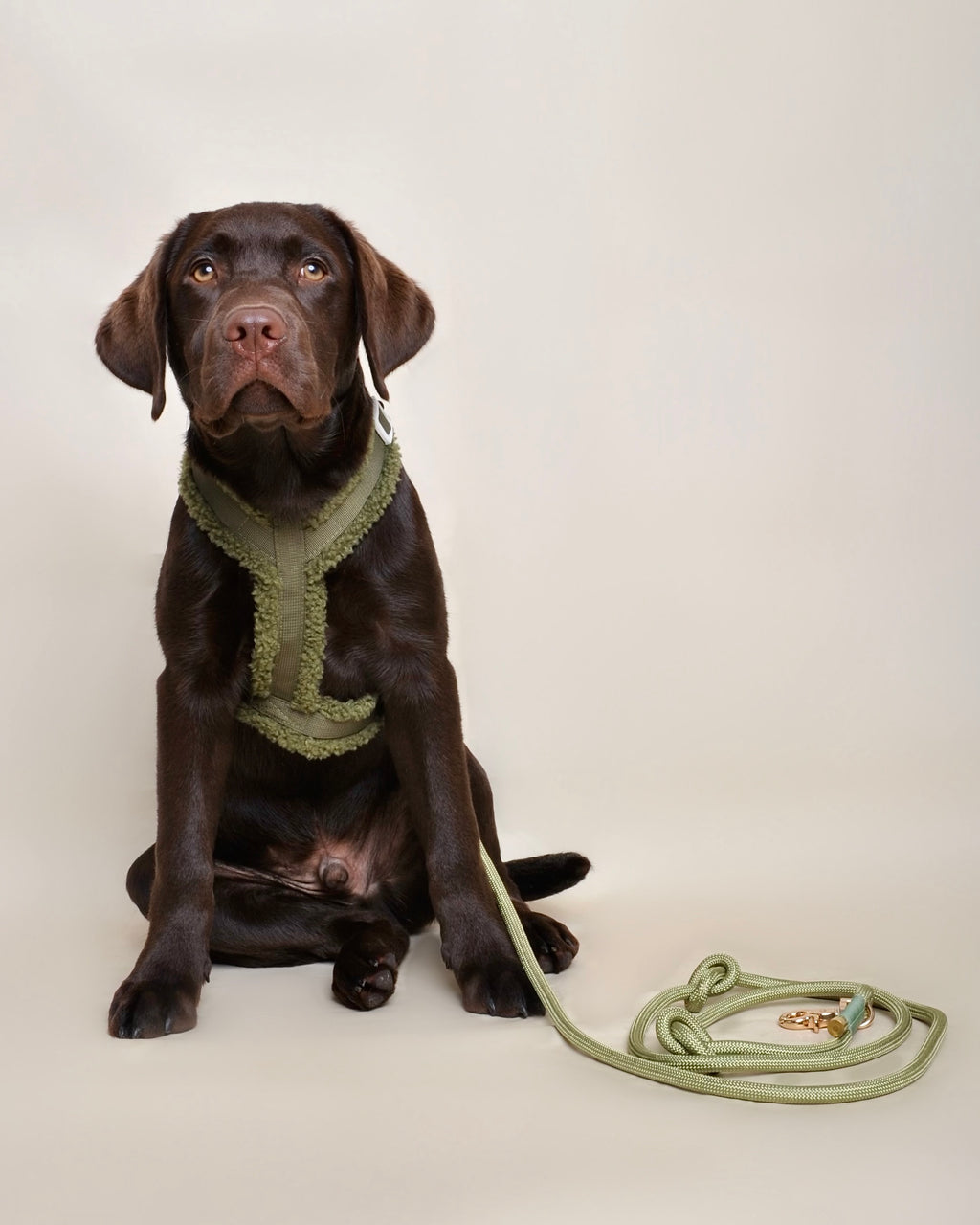 Laisse multi-positions pour chien - Verte