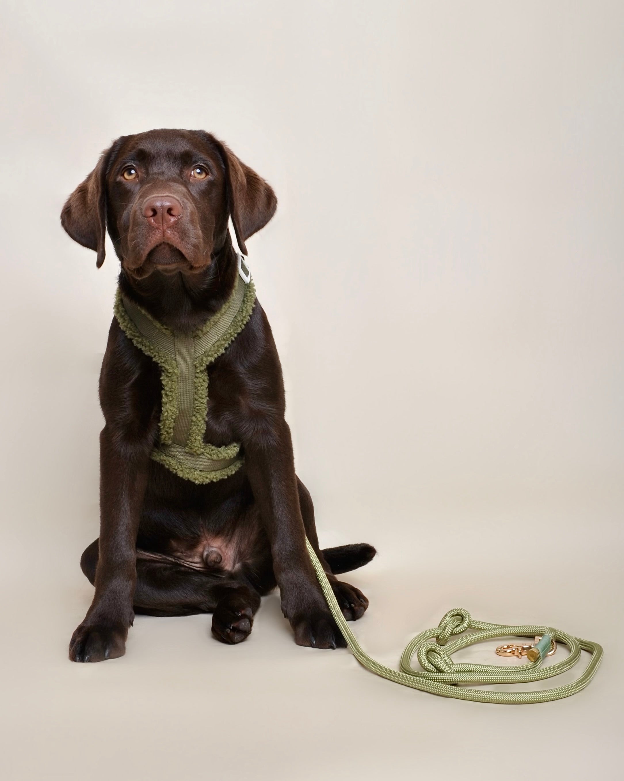 Laisse multi-positions pour chien - Verte