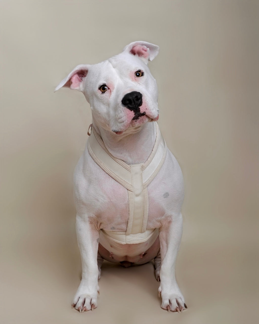 Harnais pour chien - Blanc en velours côtelé