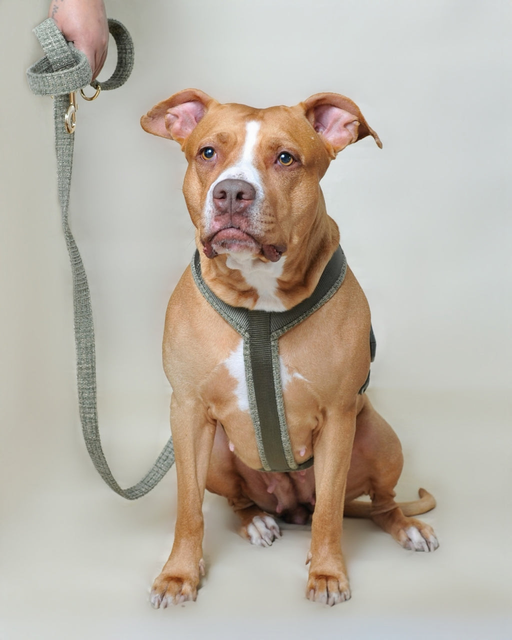 Laisse multi-positions pour chien - Kaki