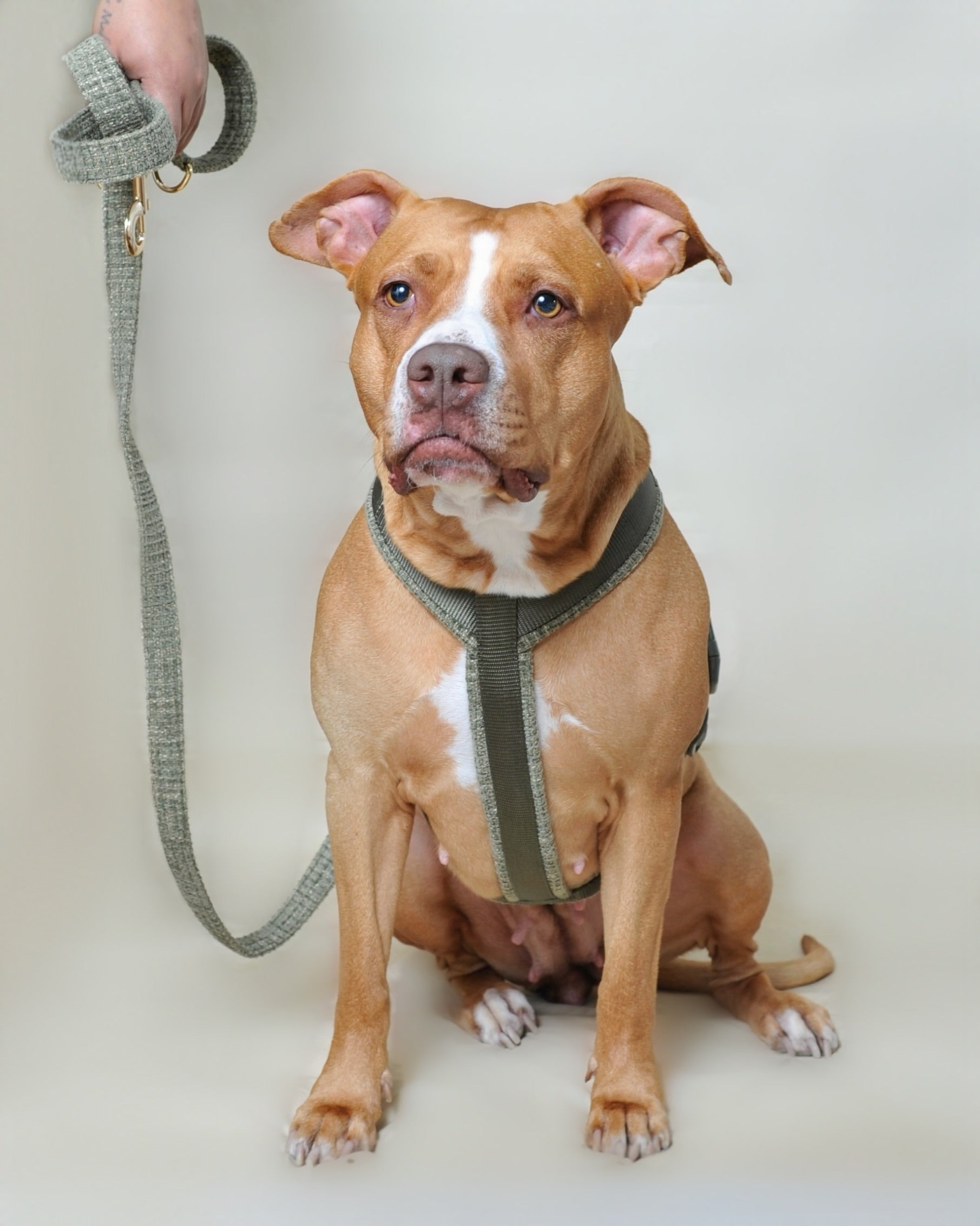 Laisse multi-positions pour chien - Kaki