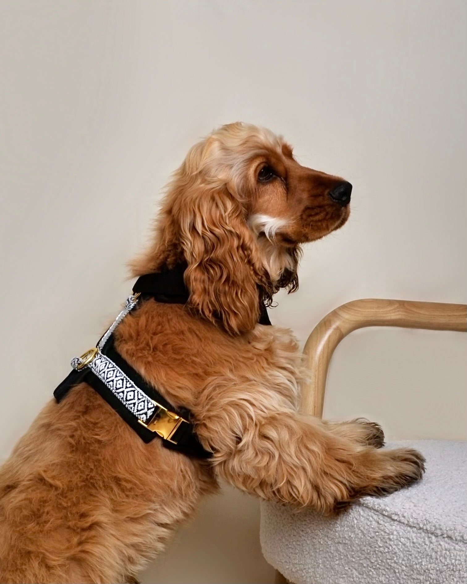 Harnais pour chien - Noir