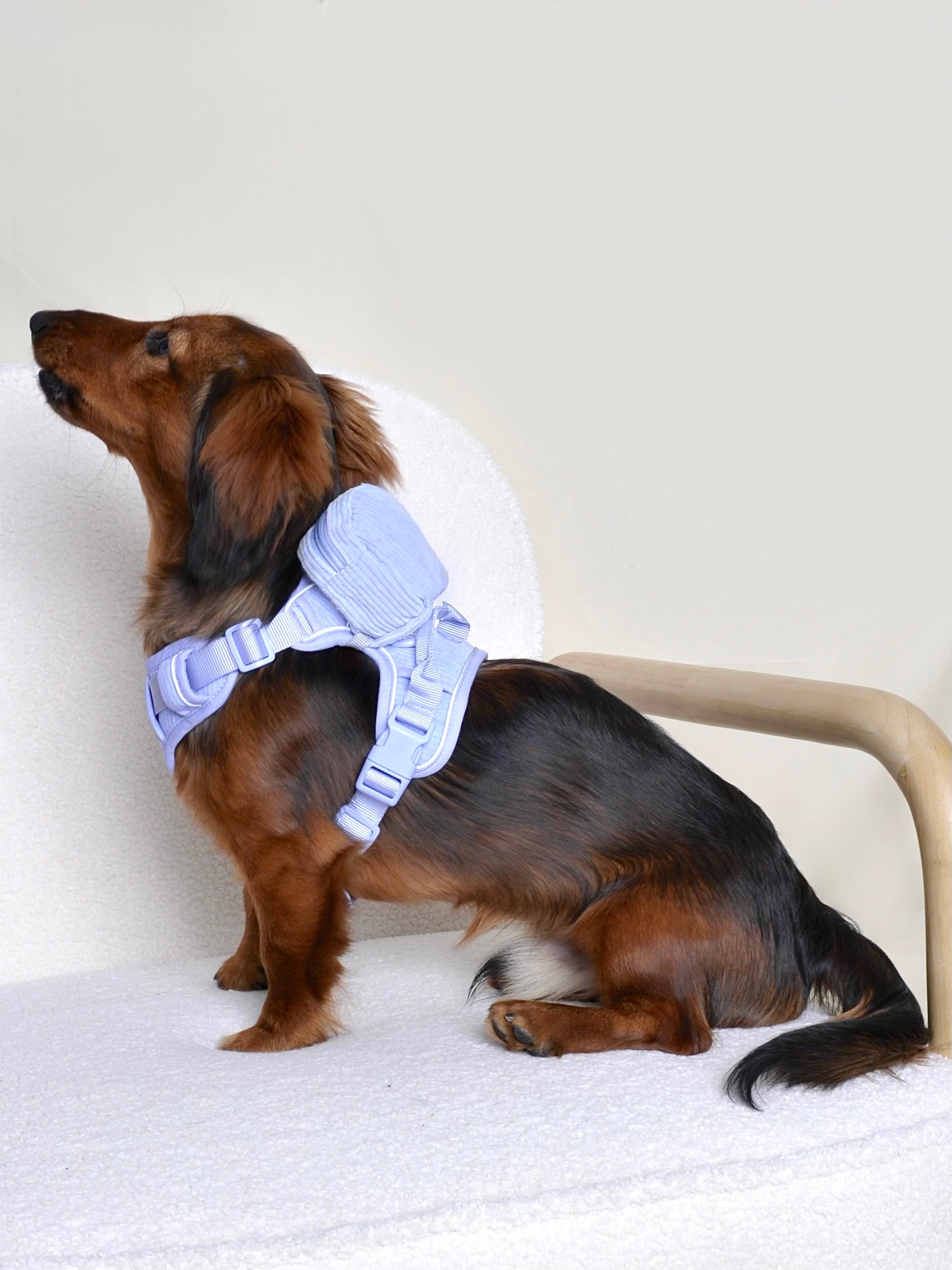 Harnais pour chien + sac à dos - Lavande