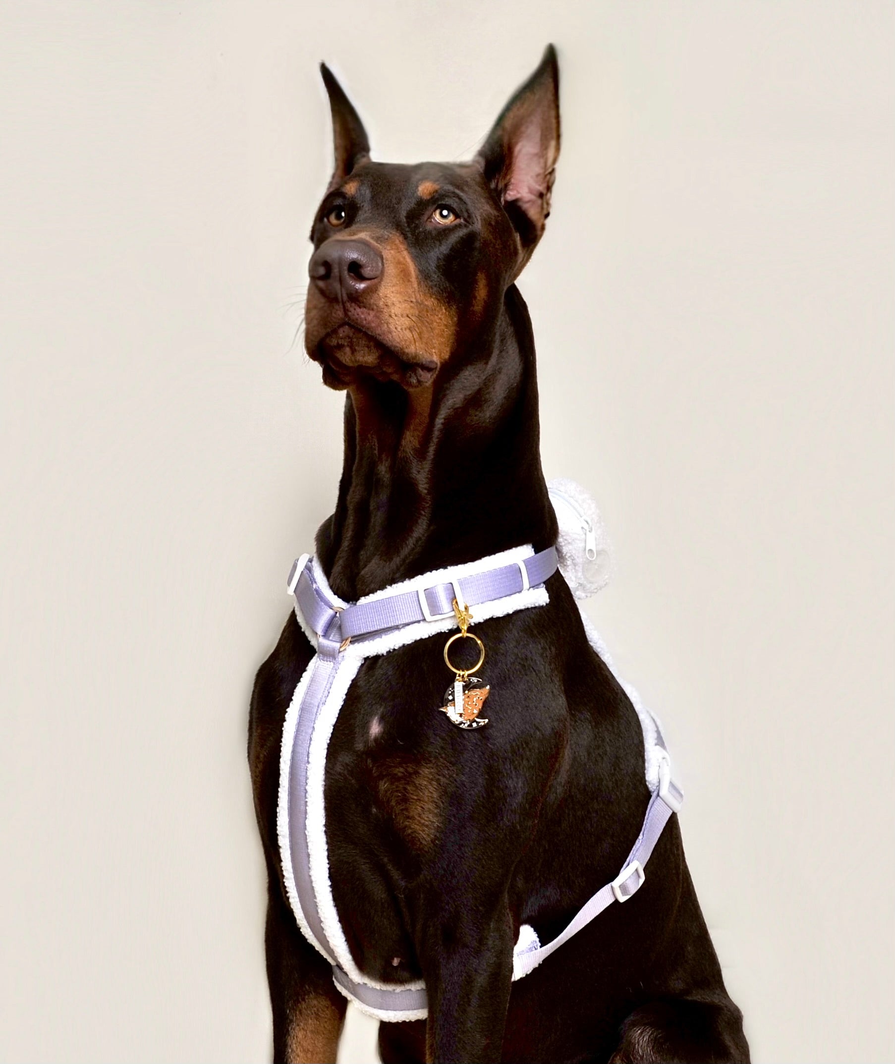 Harnais moumoute chien - Café