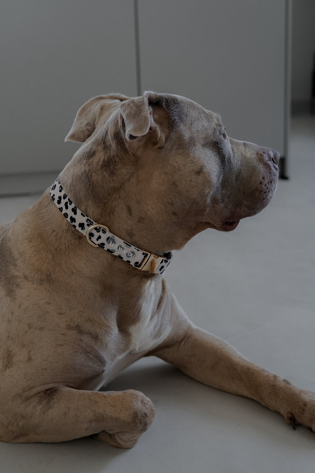 Collier pour chien - Dalma