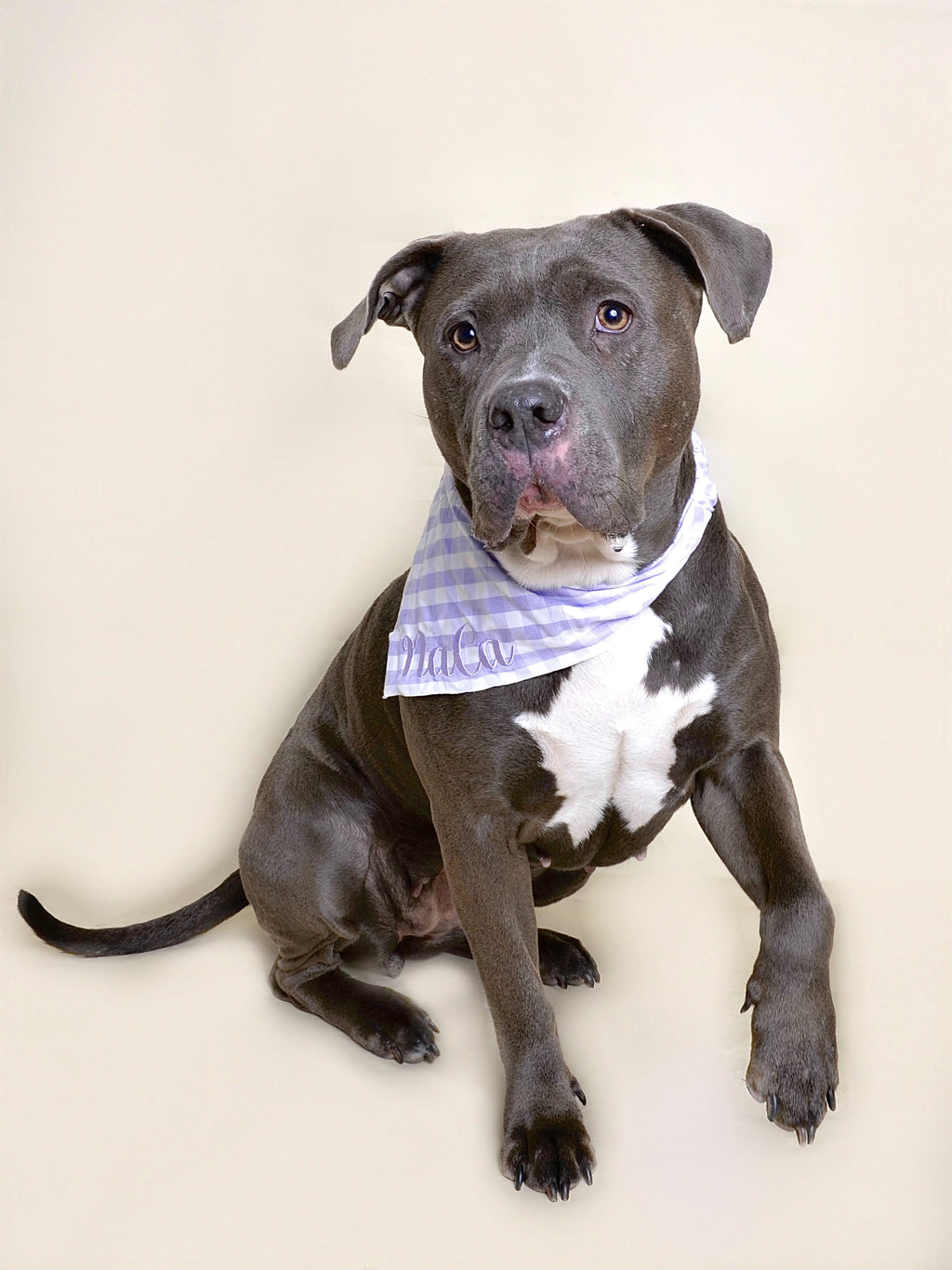 Bandana personnalisable - Lila