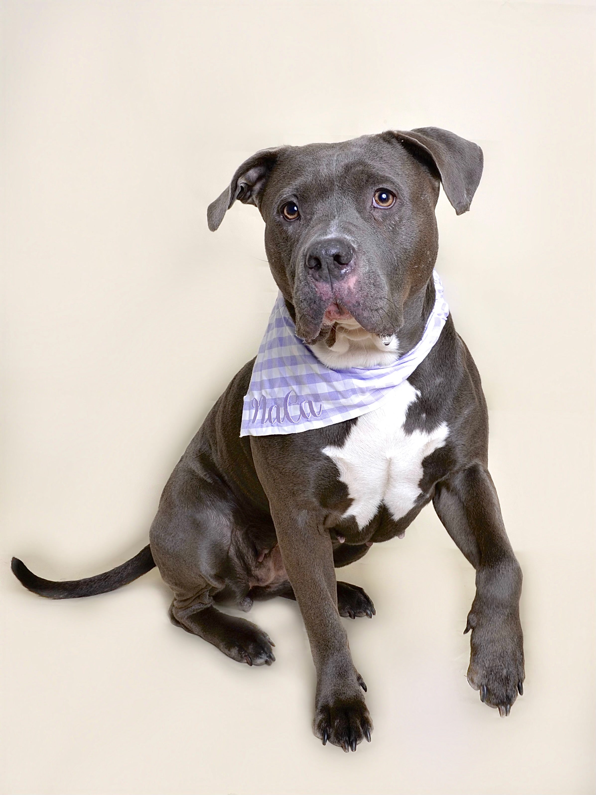 Bandana personnalisable - Lila