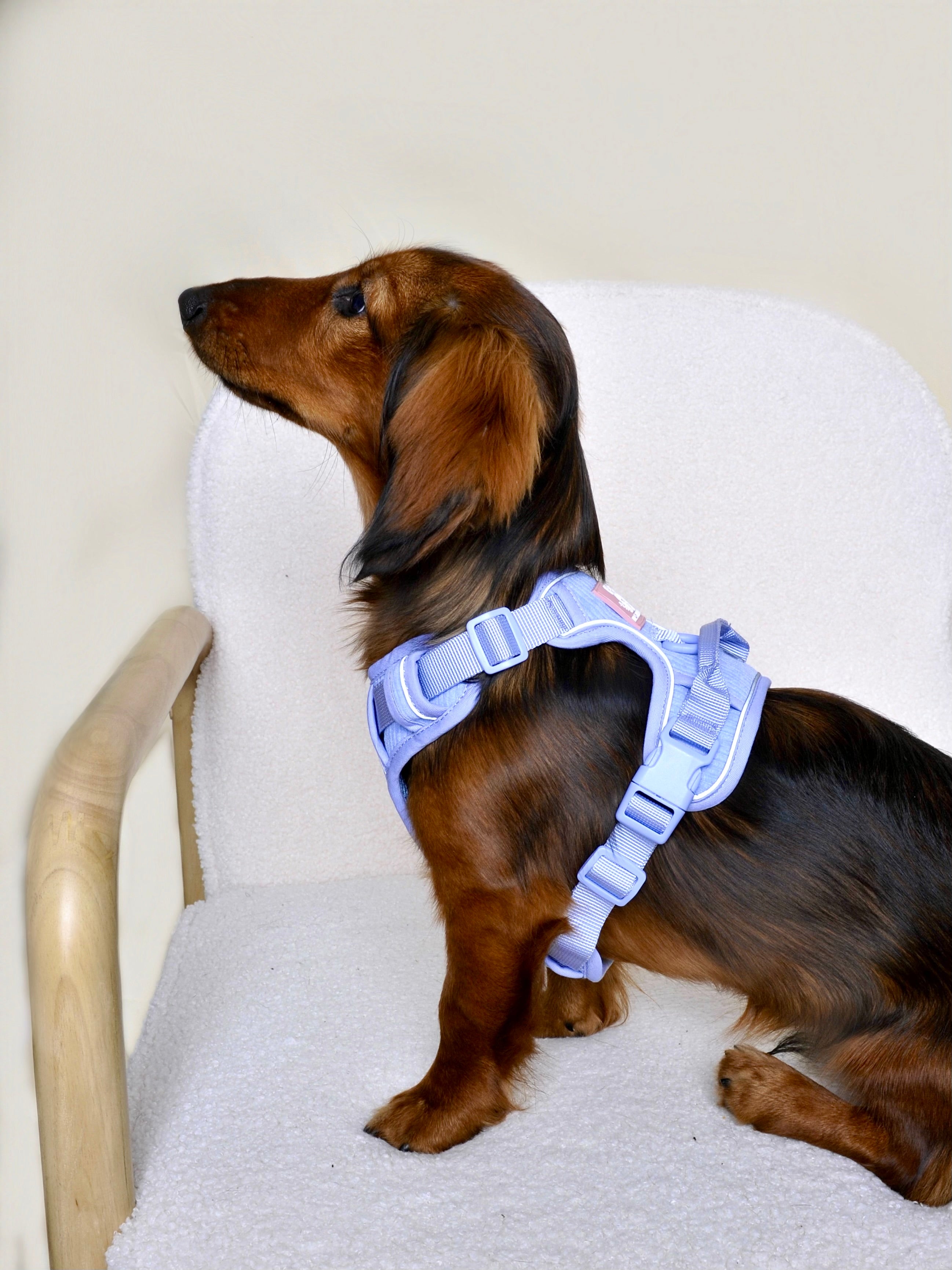 Harnais pour chien velours côtelé - Lavande