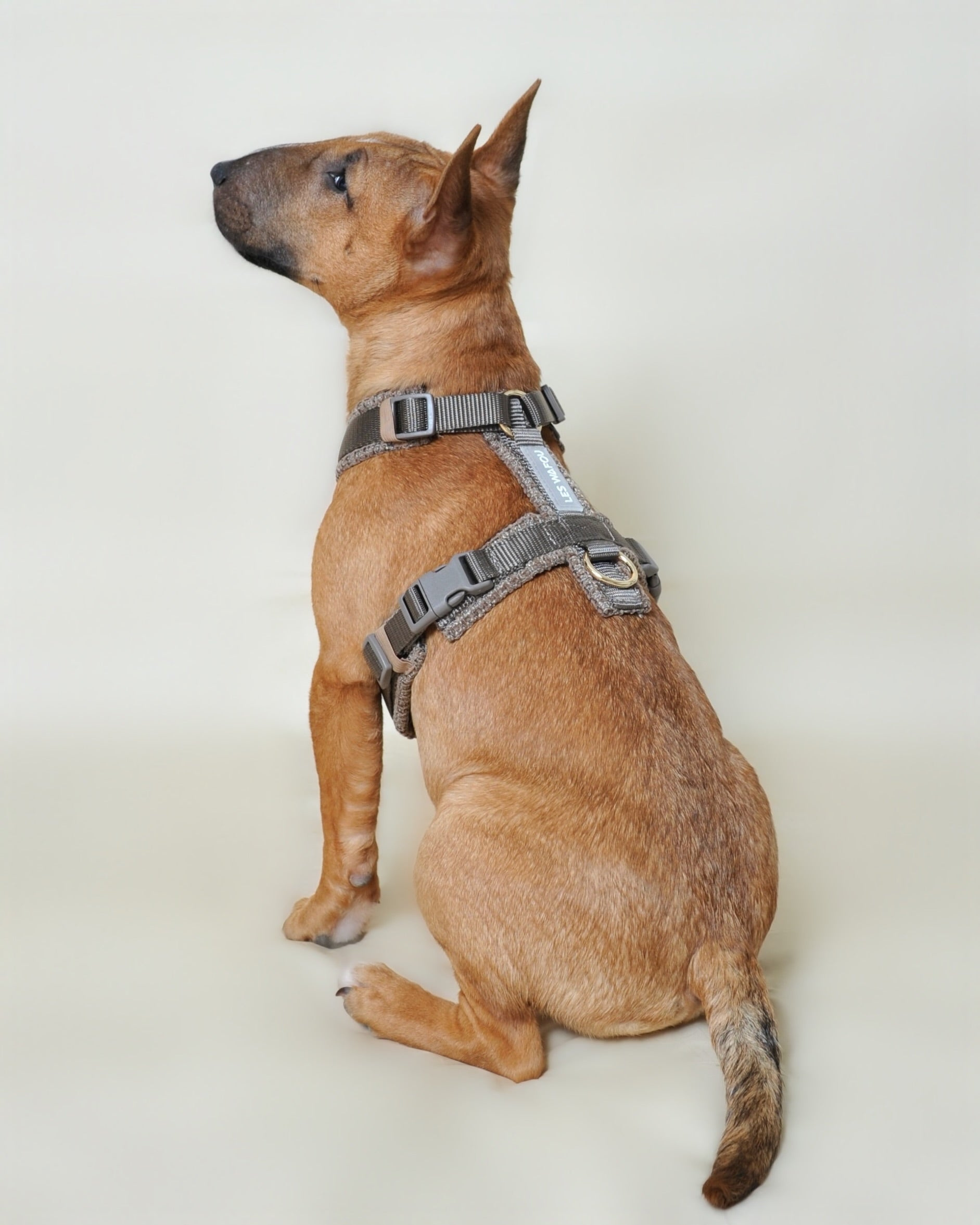 Harnais tweed chien - Taupe