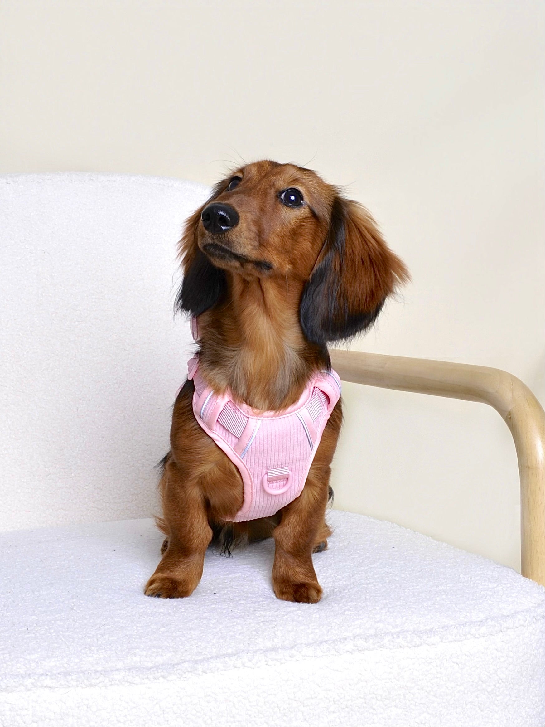 Harnais pour chien velours côtelé - Rose