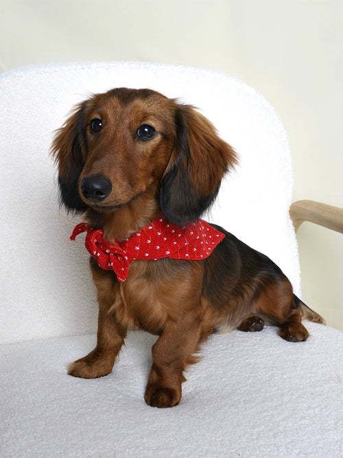 Bandana pour chien - Cœurs rouges