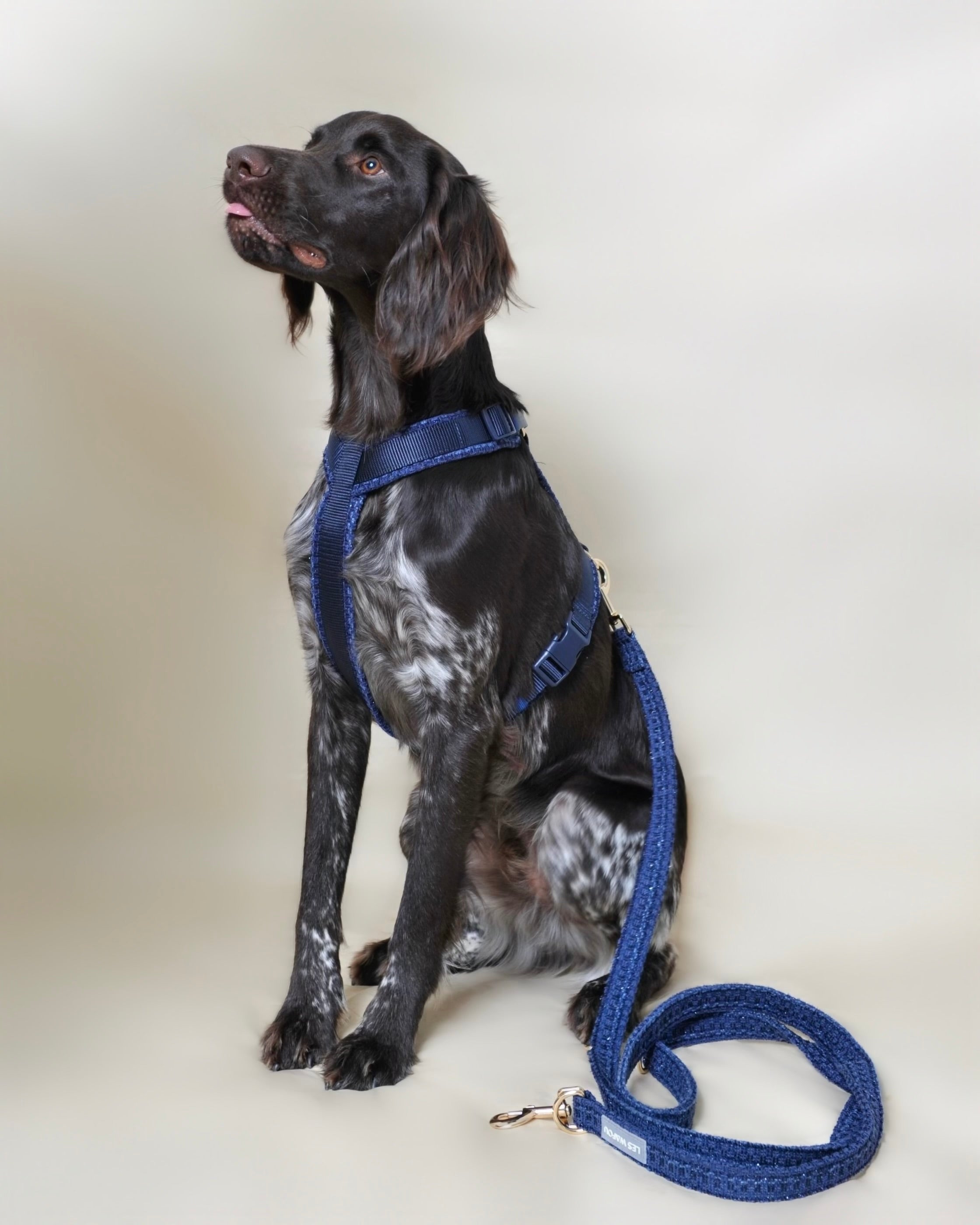 Laisse multi-positions pour chien - Bleu