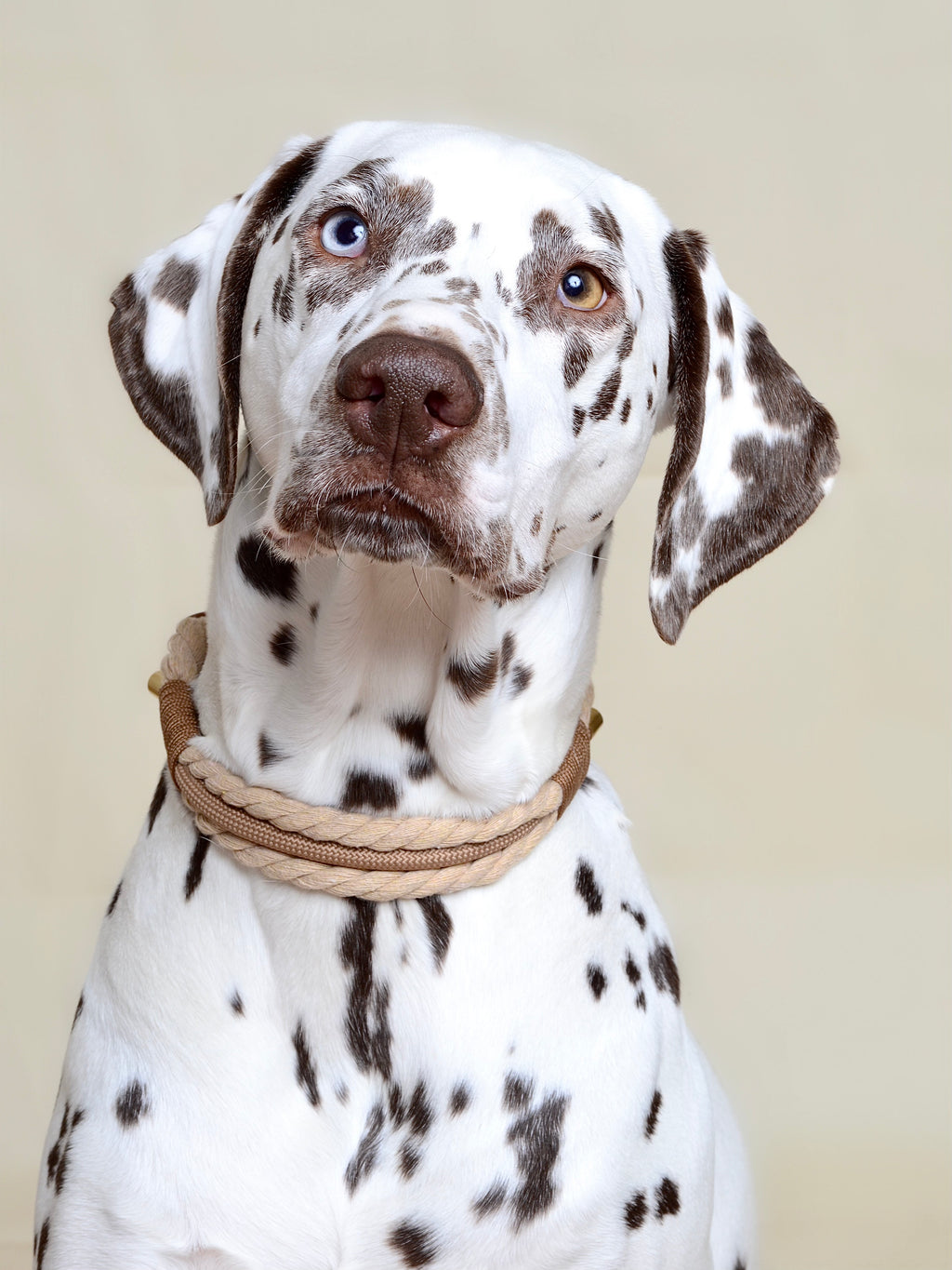 Collier tressé pour chien - Beige