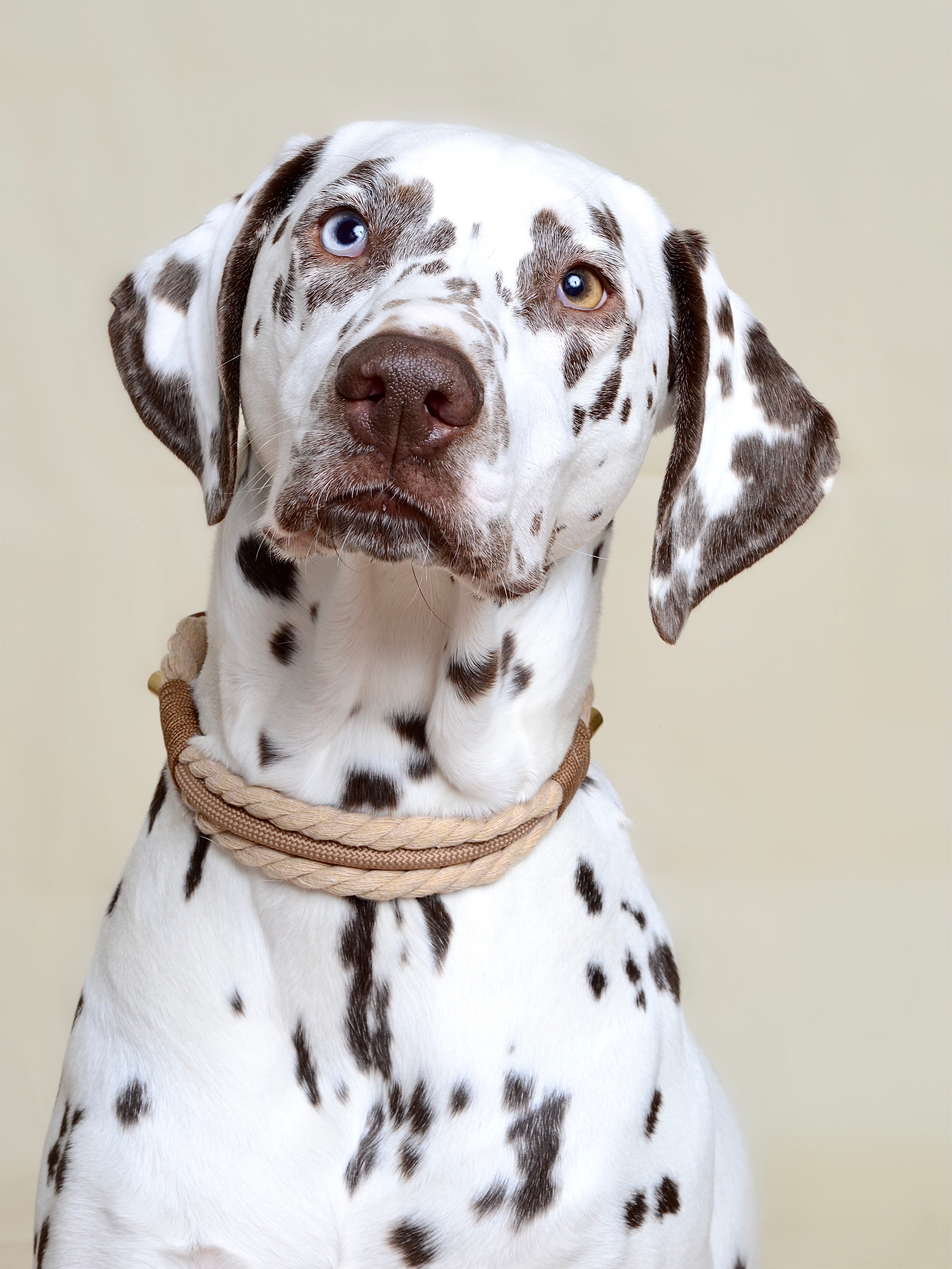 Collier tressé pour chien - Beige
