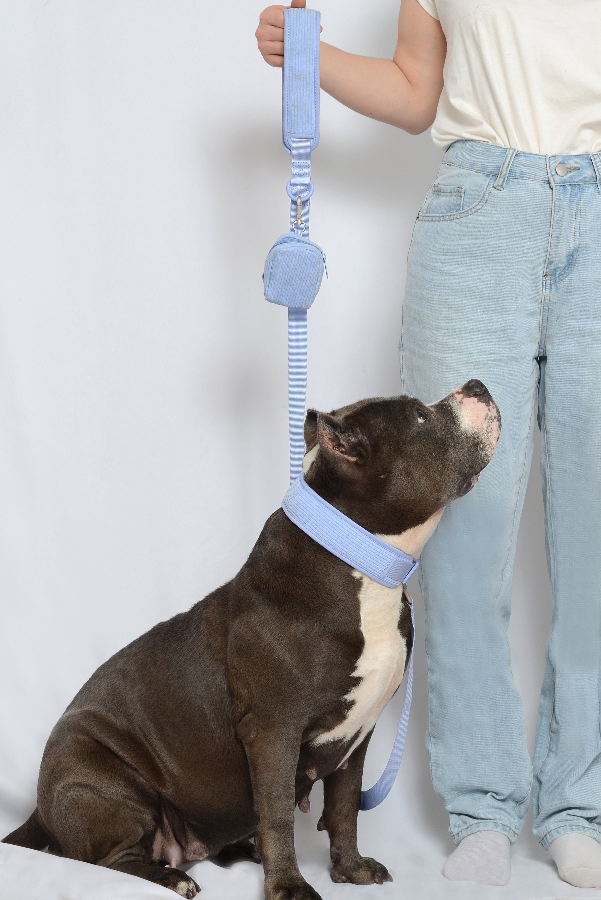 Collier pour chien velours côtelé - Lavande