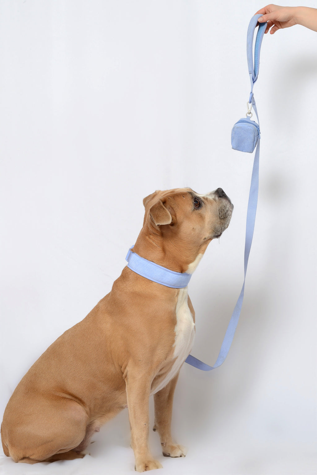 Collier pour chien velours côtelé - Lavande