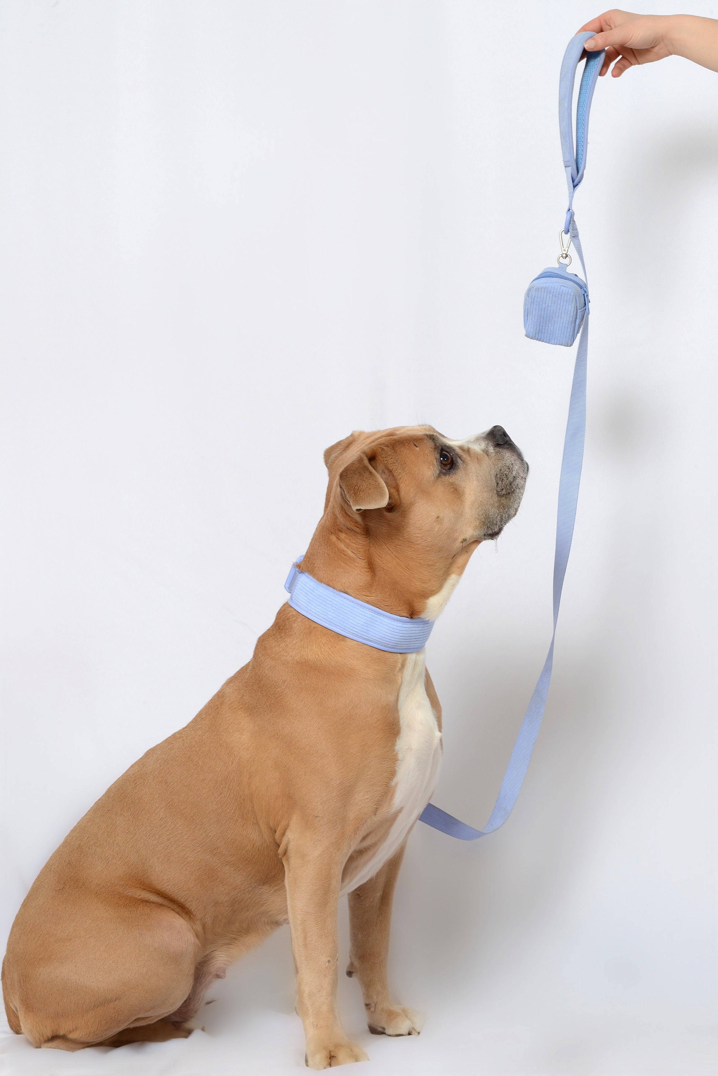 Collier pour chien velours côtelé - Lavande