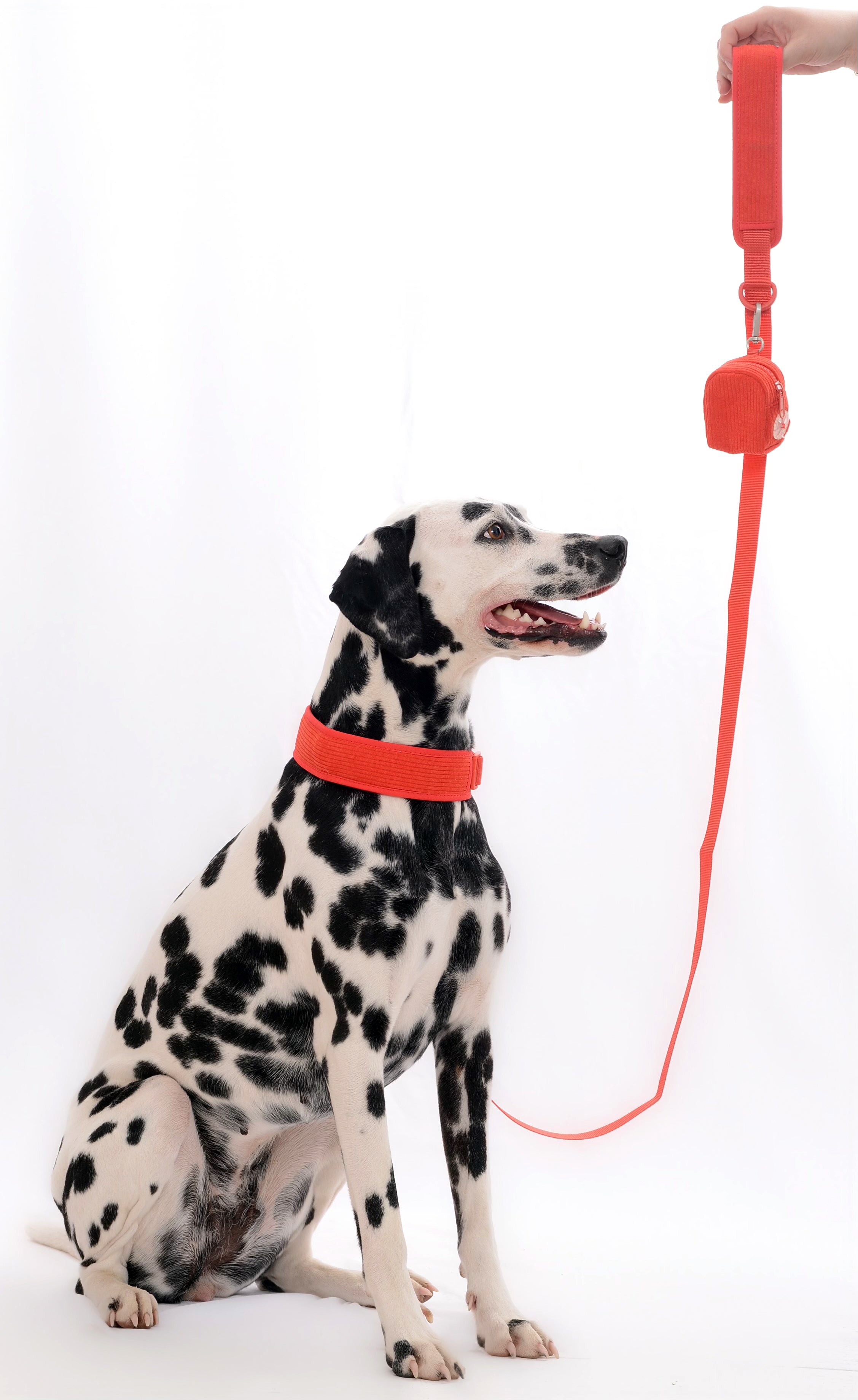 Laisse pour chien - Rouge