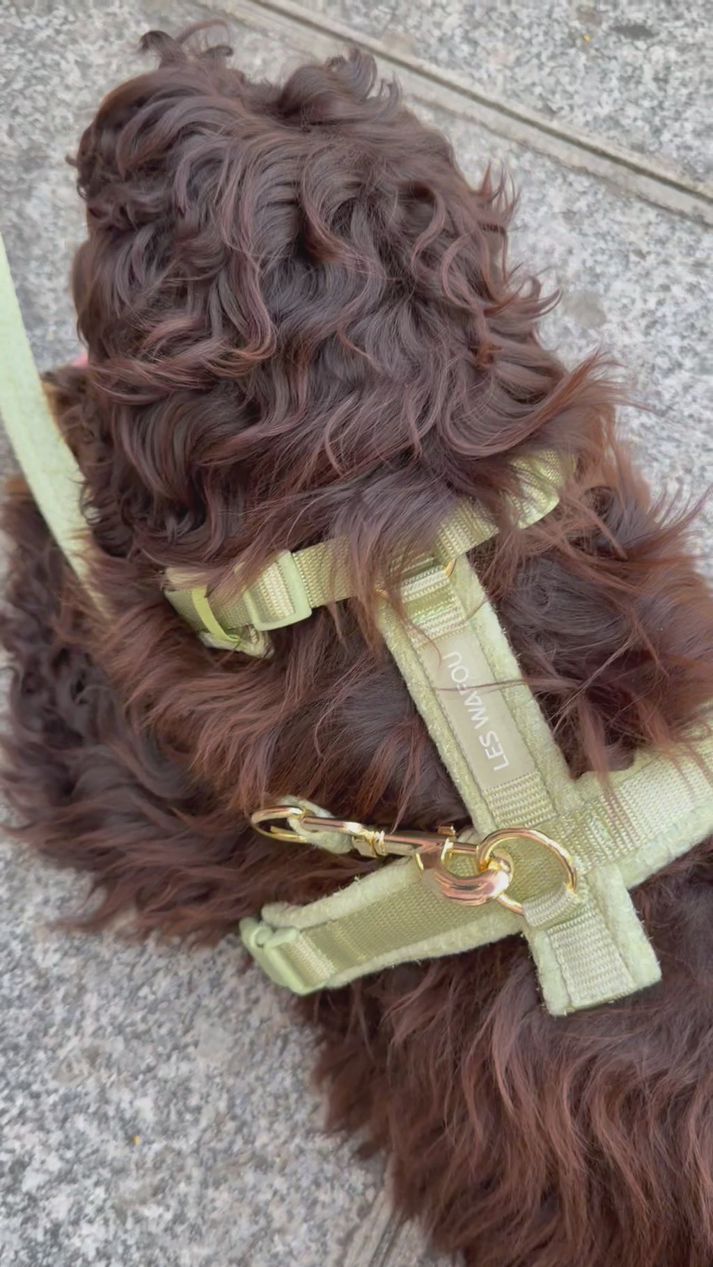 Harnais tweed chien - Pistache